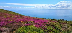 Les landes de la Presqu'ile de Crozon